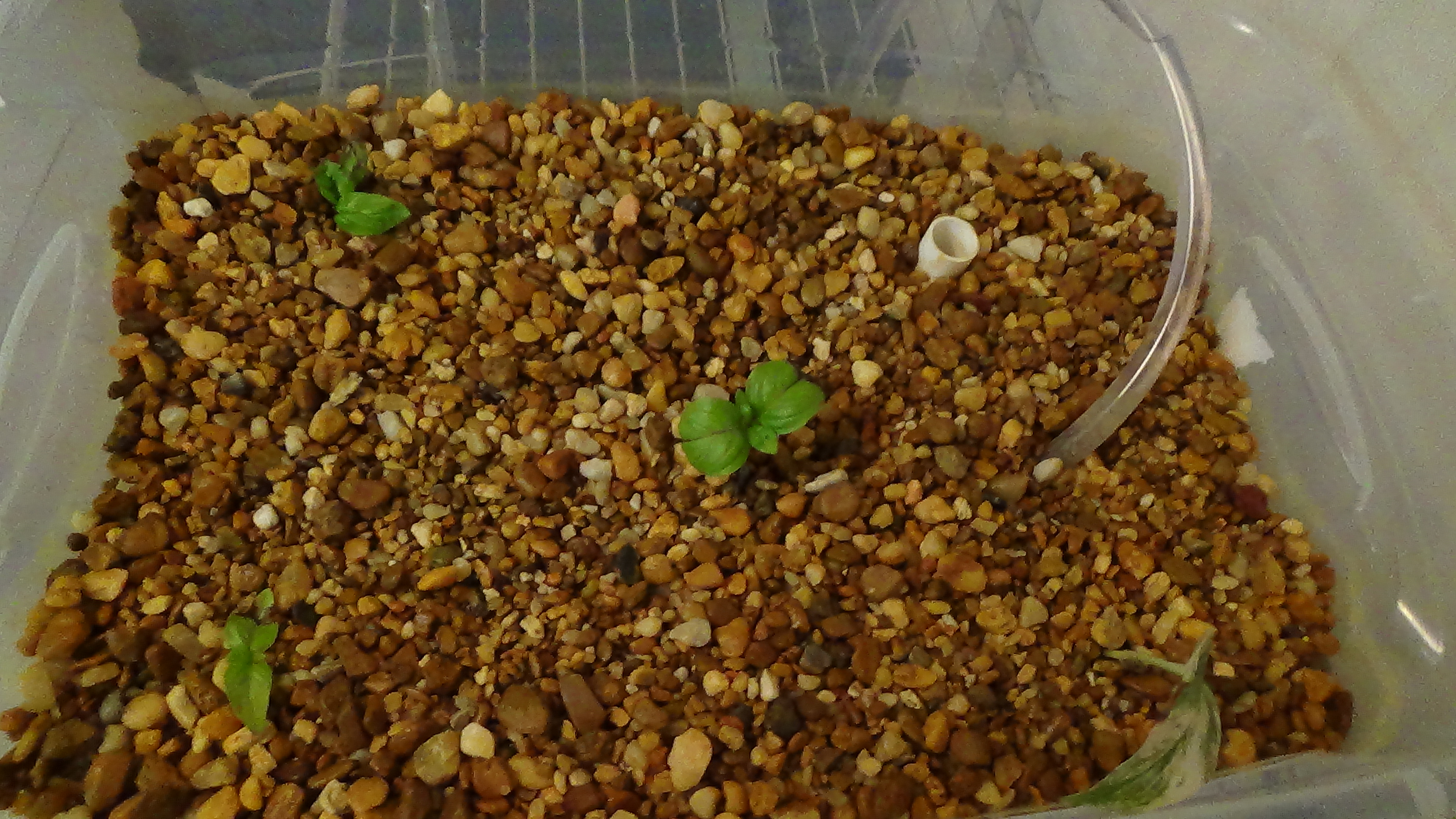 Aquaponics In Your Classroom  Simple systems with great learning 